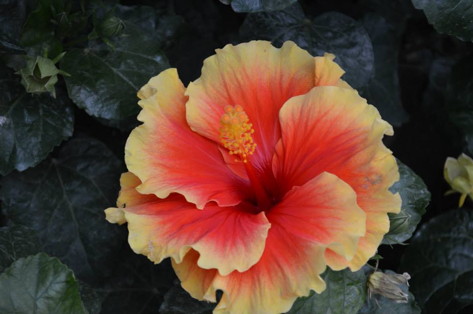 1004896_10201417466219480_945162202_n