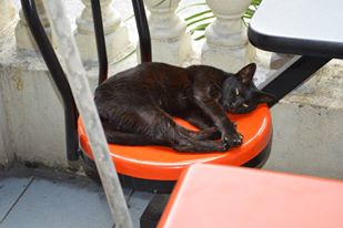 1011309_10201417441498862_1326732127_n