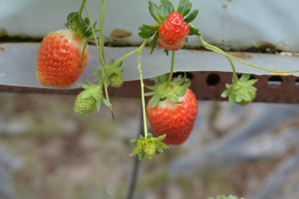 1069903_10201417466539488_1782711641_n