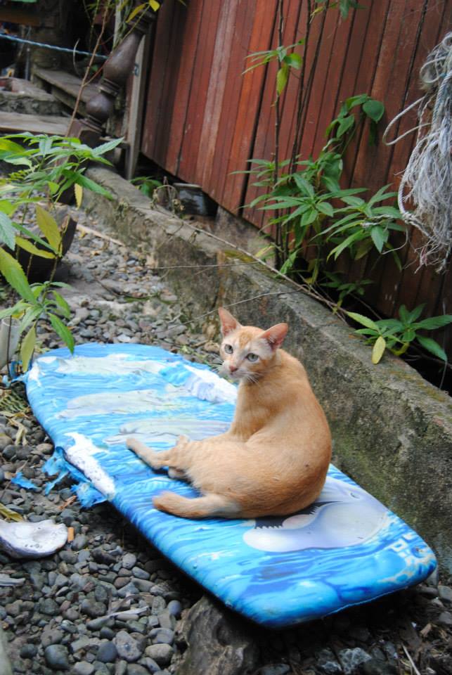 992878_10201386376771066_498958211_n