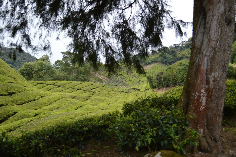 993307_10201417445578964_235125321_n