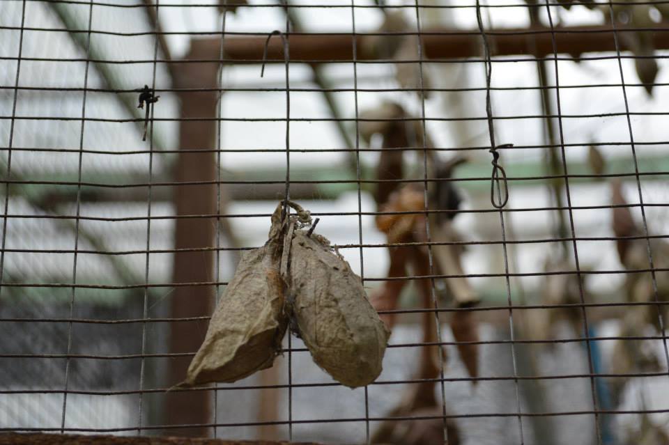 998062_10201417463139403_500250546_n