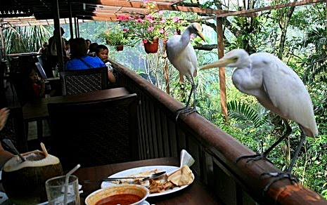 original_Hornbill Restaurant and Cafe-Kuala Lumpur