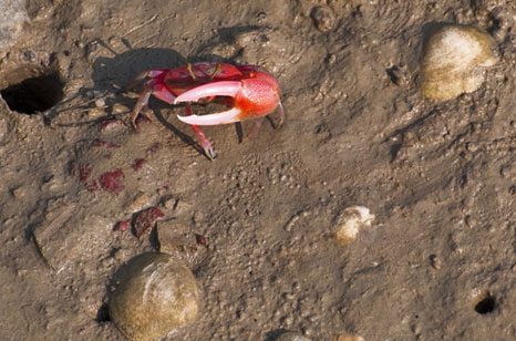 gallery-tour-package-2-Days-1-Night-Sekinchan-Pulau-Ketam-02