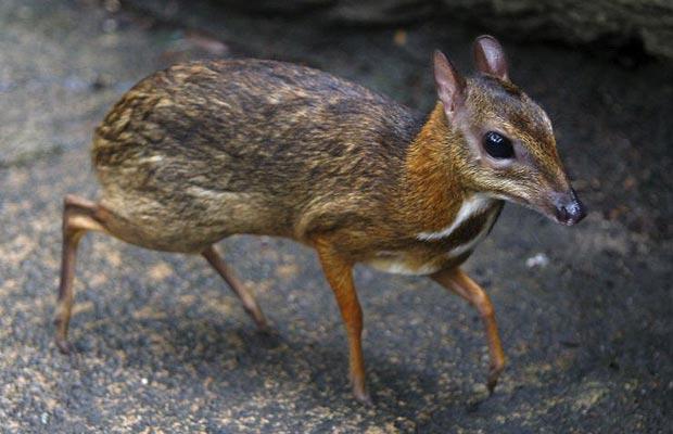 Lesser-Mousedeer_1361192i