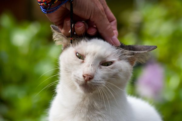 Zwierzęta można głaskać po głowie do woli