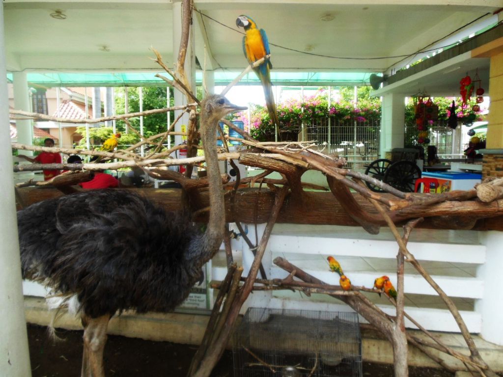 Struś. Na wolności!