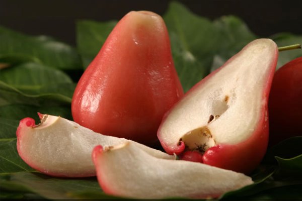 Cara Menanam Jambu Air Dengan Tepat Dan Benar