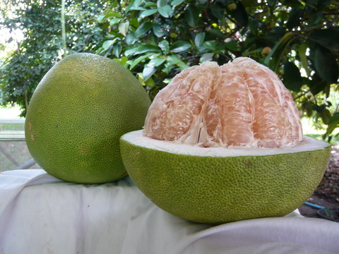 pomelo1