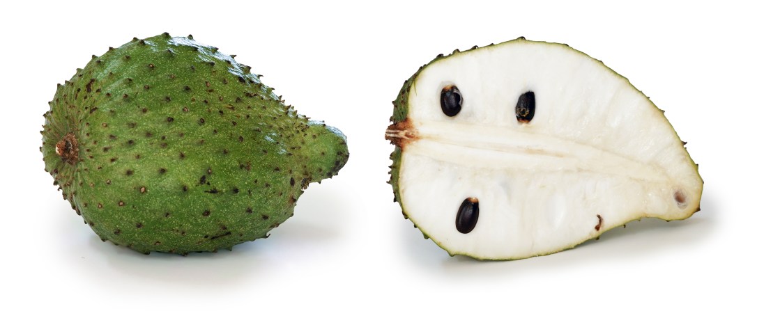 Soursop,_Annona_muricata