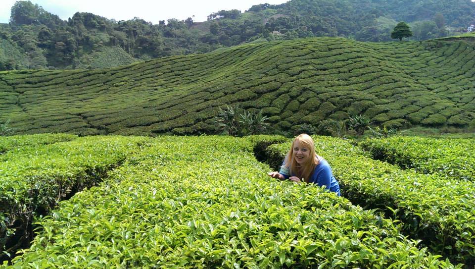 Cameron Highlands, zaledwie 4 godziny drogi z Kuala Lumpur