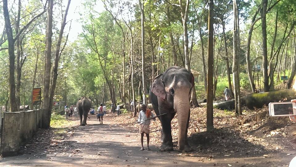 W sierocińcu dla słoni