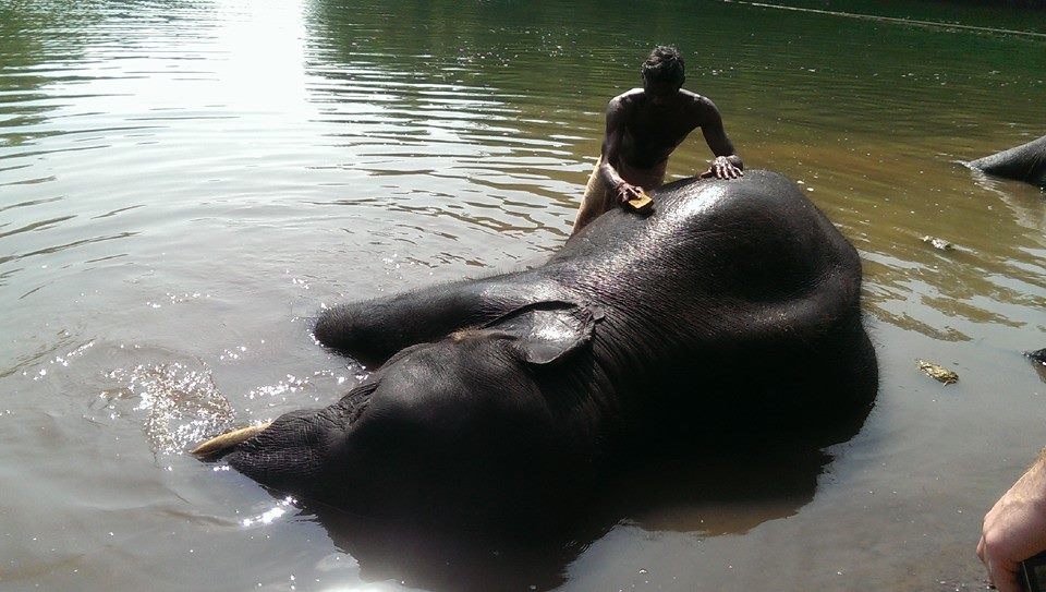 Kąpiel w sierocińcu dla słoni