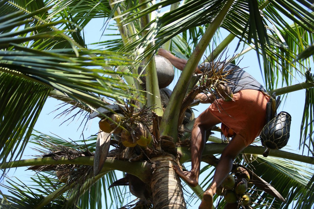 Lokalny mieszkaniec na palmie - dotarcie na szczyt zajęło mu max 10 sekund!