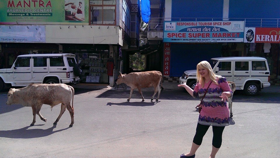 Zdjęcie z Kerali w Indiach. Krowy są tam tak powszechne, jak koty w Polsce. Szok? Nie, raczej śmieszna okazja do zdjęcia i tyle.