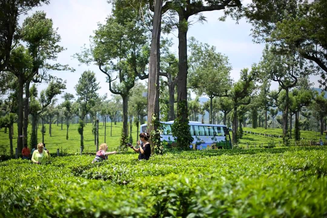 Na plantacjach herbaty w Munnar. W tle - nasz własny autobus z logo KBE!