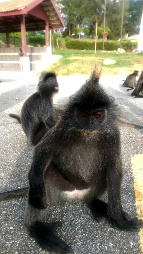 13649681_10209980933789620_262724883_n