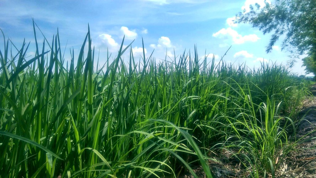 13663535_10209980927629466_755602029_o (1)