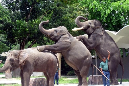 Absolutnie nieetyczne show we słoniami w ZOO w Kuala Lumpur