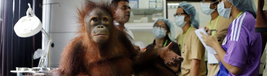 źr. https://www.travellersworldwide.com/malaysia/malaysia-peninsula-orang-utan-conservation