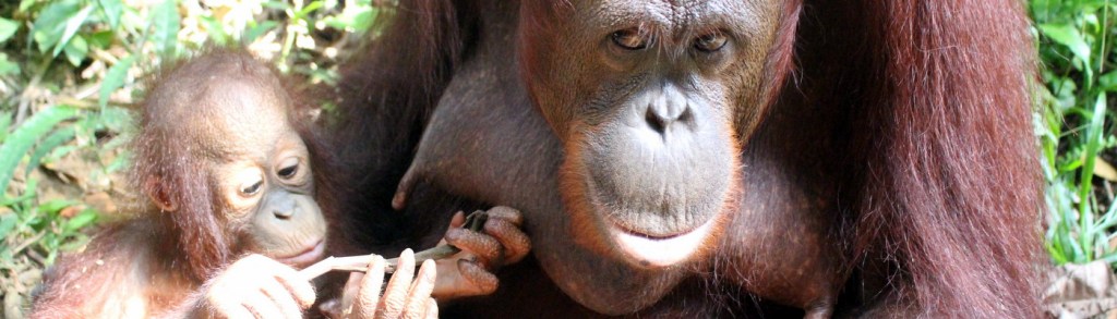 źr. https://www.travellersworldwide.com/malaysia/malaysia-peninsula-orang-utan-conservation