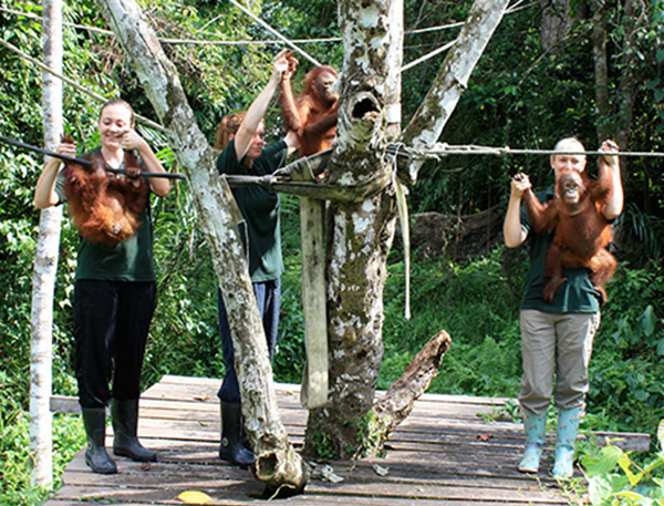 źr. https://www.travellersworldwide.com/malaysia/malaysia-peninsula-orang-utan-conservation